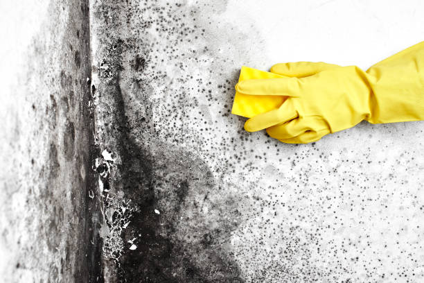 Best Mold Remediation for Rental Properties  in Matta, WA